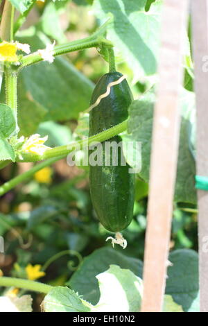 Close up de concombre sur la vigne Banque D'Images