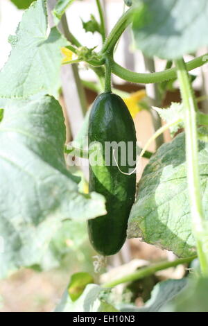 Close up de concombre sur la vigne Banque D'Images