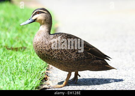 Pacifique adultes Canard noir (Anas superciliosa) promenade dans le parc Banque D'Images