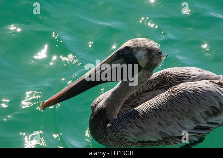 Pélican brun Pelecanus occidentalis ,à Sarasota en Floride en appui sur l'eau. Libre à l'horizontale dans soleil Banque D'Images