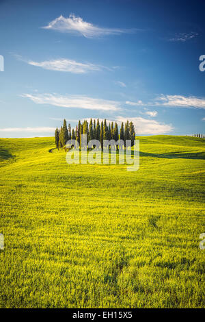 La toscane au printemps Banque D'Images