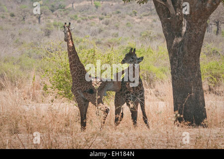 Deux girafes Masai mâles établissant de dominance-un avec patte sur le dos d'autres Banque D'Images