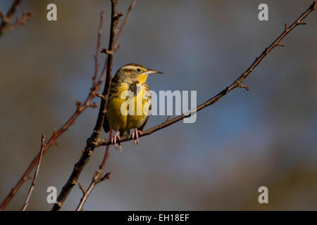 Sturnelle de l'Ouest (Sturnella neglecta) perché dans un arbre à l'estuaire de la rivière Nanaimo, île de Vancouver, BC, Canada en février Banque D'Images