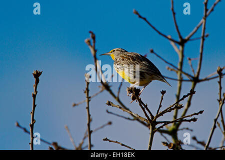 Sturnelle de l'Ouest (Sturnella neglecta) perché dans un arbre à l'estuaire de la rivière Nanaimo, île de Vancouver, BC, Canada en février Banque D'Images