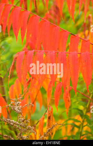 Tc01622 Automne sumac rouge AW, Stanley Park, New Britain, Connecticut Banque D'Images