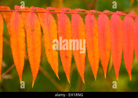 Sumac rouge automne AW, Stanley Park, New Britain, Connecticut Banque D'Images