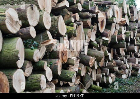 Pile de troncs d'arbres abattus dans un bois. UK Banque D'Images