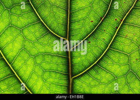 Nervures des feuilles Banque D'Images