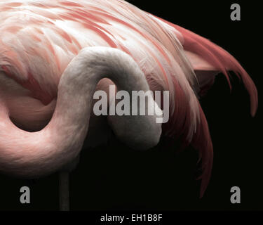 Flamant rose Banque D'Images