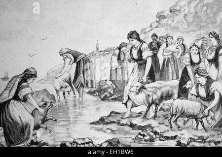 Animaux domestiques baignade en Dalmatie, Croatie, tableau historique, à propos de 1893 Banque D'Images