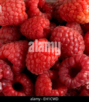framboises Banque D'Images