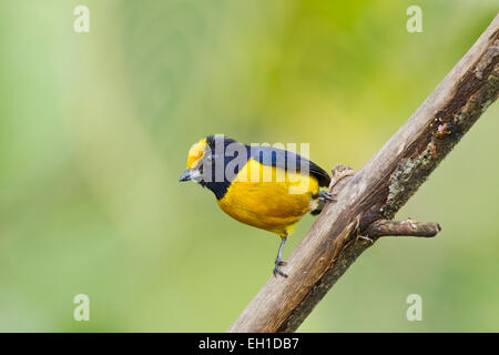 Orange-bellied euphonia (Euphonia xanthogaster) mâle adulte, perché sur branche en forêt tropicale, Equateur, Amérique du Sud Banque D'Images