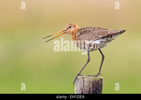 Barge à queue noire (Limosa limosa) adulte en plumage nuptial debout sur fencepost, Pays-Bas, Hollande, Europe Banque D'Images