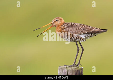 Barge à queue noire (Limosa limosa) adulte en plumage nuptial debout sur fencepost, Pays-Bas, Hollande, Europe Banque D'Images