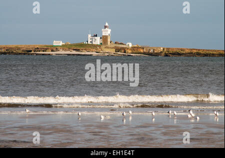 Mouettes sur la plage avec Coquet Island dans l'arrière-plan, près de l'amble, Northumberland, England UK Banque D'Images