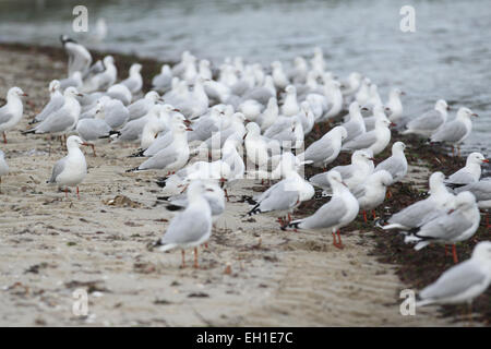 Flock of Seagulls près de l'eau à la plage St Kilda Melbourne Banque D'Images