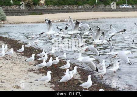 Flock of Seagulls près de l'eau à la plage St Kilda Melbourne Banque D'Images