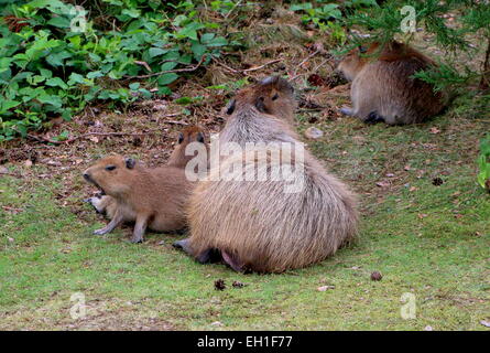 Capybara (Hydrochoerus hydrochaeris) avec ses jeunes Banque D'Images