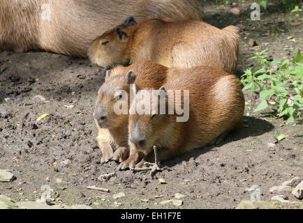 Trois jeunes Capybaras (Hydrochoerus hydrochaeris) reposant Banque D'Images