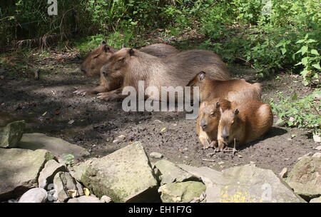 Trois jeunes Capybaras (Hydrochoerus hydrochaeris) avec les parents Banque D'Images