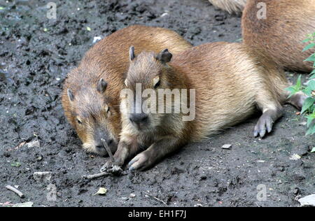 Deux mineurs Capybaras (Hydrochoerus hydrochaeris) Banque D'Images