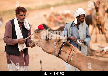 Et de l'élevage de chameaux de Pushkar juste ou équitable Pushkar Mela, Pushkar, Rajasthan, Inde, Asie Banque D'Images