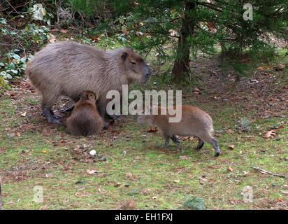 Capybara (Hydrochoerus hydrochaeris) avec ses jeunes Banque D'Images