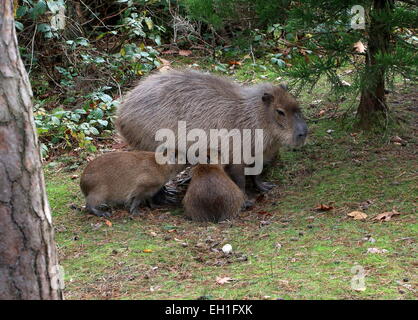 Capybara (Hydrochoerus hydrochaeris) avec ses jeunes suckling Banque D'Images