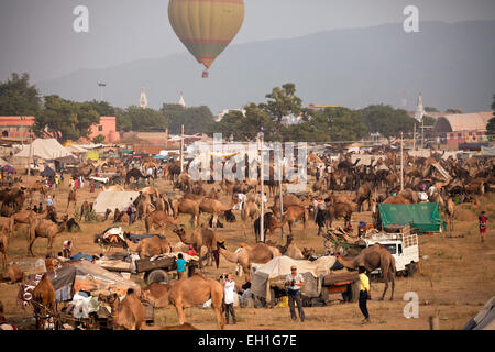 Et de l'élevage de chameaux de Pushkar juste ou équitable Pushkar Mela, Pushkar, Rajasthan, Inde, Asie Banque D'Images