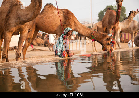 Les chameaux à un point d'abreuvement du bétail et le chameau à Pushkar juste ou équitable Pushkar Mela, Pushkar, Rajasthan, Inde, Asie Banque D'Images