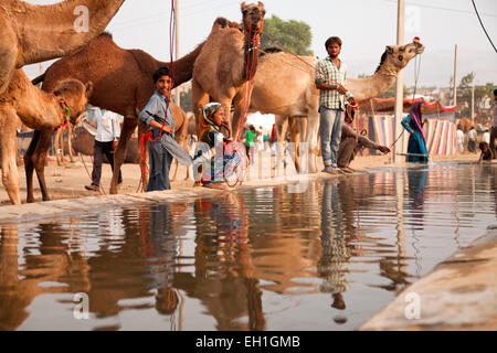 Les chameaux à un point d'abreuvement du bétail et le chameau à Pushkar juste ou équitable Pushkar Mela, Pushkar, Rajasthan, Inde, Asie Banque D'Images