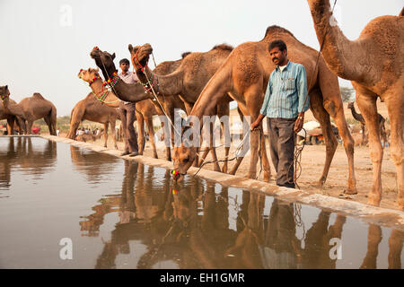 Les chameaux à un point d'abreuvement du bétail et le chameau à Pushkar juste ou équitable Pushkar Mela, Pushkar, Rajasthan, Inde, Asie Banque D'Images