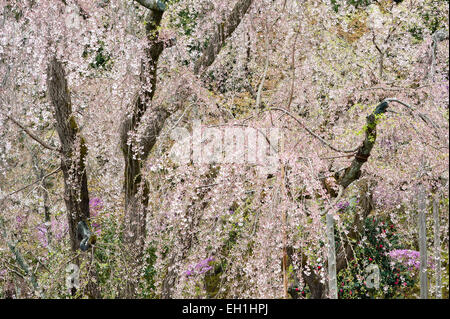 Une cascade spectaculaire de fleurs de cerisiers pleureurs (prunus pendula) au début du printemps, dans les jardins du temple bouddhiste zen Tenryu-ji, Kyoto, Japon Banque D'Images