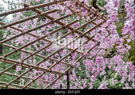 Cerisier en fleurs (Prunus pendula 'pendula') au printemps dans les jardins du 19e siècle du sanctuaire Heian (Heian Jingu), un temple shinto à Kyoto, au Japon Banque D'Images