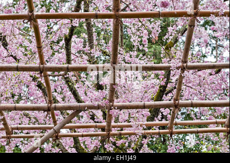 Cerisier en fleurs (Prunus pendula 'pendula') au printemps dans les jardins du 19e siècle du sanctuaire Heian (Heian Jingu), un temple shinto à Kyoto, au Japon Banque D'Images