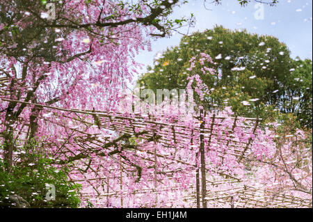 La fleur de cerisier printanière (sakura) se reflète dans un étang dans les jardins du 19e siècle du sanctuaire Heian (Heian Jingu), un temple shinto à Kyoto, au Japon Banque D'Images