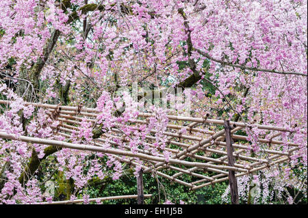 Cerisier en fleurs (Prunus pendula 'pendula') au printemps dans les jardins du 19e siècle du sanctuaire Heian (Heian Jingu), un temple shinto à Kyoto, au Japon Banque D'Images