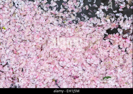 Au printemps, les pétales de fleurs de cerisier tombées couvrent l'étang dans les jardins du 19e siècle du sanctuaire Heian (Heian Jingu), un temple shinto à Kyoto, au Japon Banque D'Images