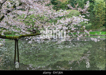 La fleur de cerisier surplombe le lac au printemps, dans les jardins du 19e siècle du sanctuaire Heian (Heian Jingu), un temple shinto à Kyoto, au Japon Banque D'Images