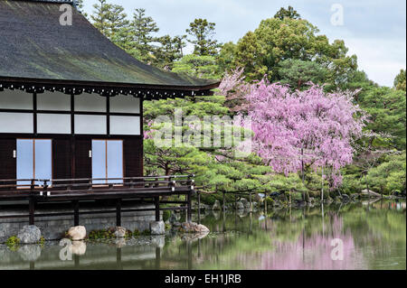 Les cerisiers fleurissent au printemps dans les jardins du 19c du sanctuaire de Heian (Heian Jingu). L'arbre en arrière-plan a été taillé pour ressembler au mont Fuji Banque D'Images