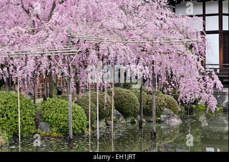 Les cerisiers fleurissent au printemps dans les jardins du 19e siècle du sanctuaire Heian (Heian Jingu), un temple shinto à Kyoto, au Japon Banque D'Images