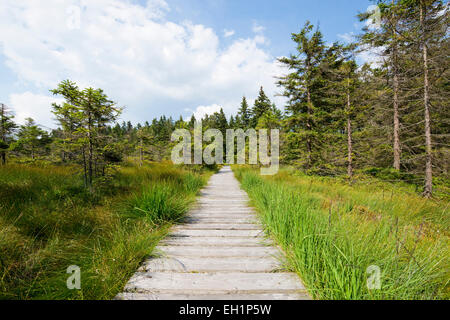 Boardwalk, Bodebruch Hochmoor soulevées, tourbière, Parc National de Harz, Harz, Basse-Saxe, Allemagne Banque D'Images