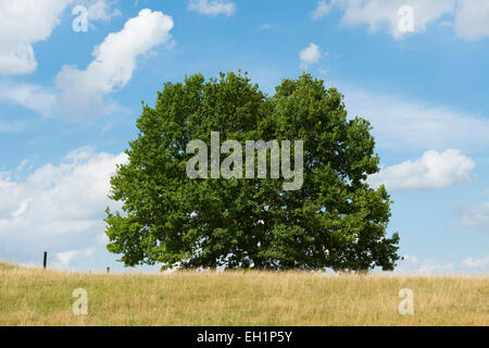 Le chêne pédonculé (Quercus robur) à la fin de l'été, Basse-Saxe, Allemagne Banque D'Images