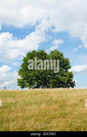 Le chêne pédonculé (Quercus robur) à la fin de l'été, Basse-Saxe, Allemagne Banque D'Images