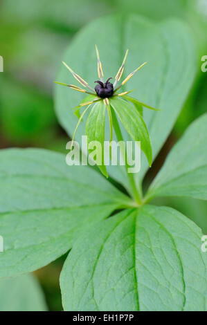 Herb Paris (Paris quadrifolia), fleur, Rhénanie du Nord-Westphalie, Allemagne Banque D'Images