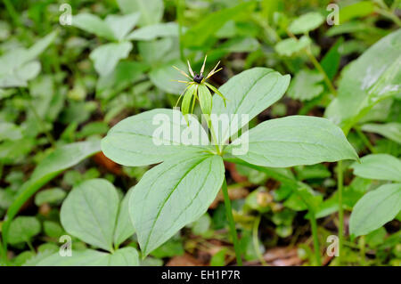 Herb Paris (Paris quadrifolia), fleur, Rhénanie du Nord-Westphalie, Allemagne Banque D'Images