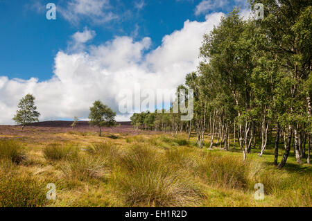 Sur le bord de la forêt près de bouleau sur Owler Tor dans le Peak District sous le soleil d'été. Banque D'Images