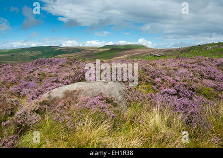 Vue sur blooming heather à Higger Tor sur les collines au-dessus de Hathersage dans le Peak District sous le soleil d'été. Banque D'Images