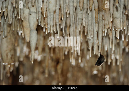 Long de Schreiber (Miniopterus schreibersi chauve-souris fingered) - Bat se percher sur les stalactites, Grotta Monte Majore, Sardaigne, Italie Banque D'Images