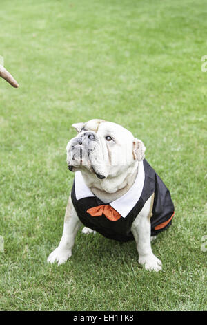 Bulldog anglais tuxedo, détail d'un chien portant costume et noeud papillon, funny animal Banque D'Images